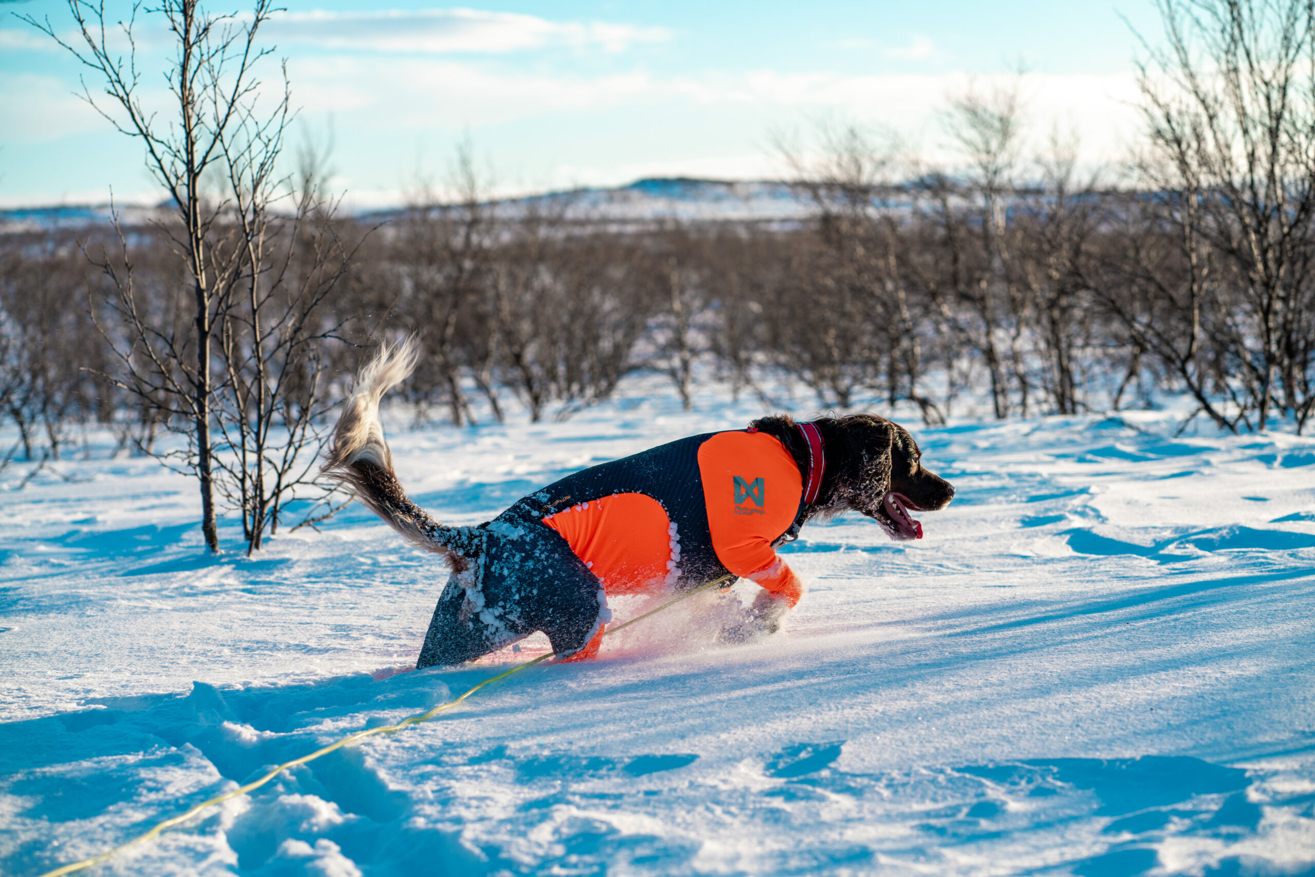 Omhyggelig læsning beundre skjule Non-Stop Dogwear Protector Snow | Rotly Dogcare