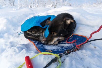 Musher Sleeping Mat